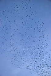 Vögel im Schwarm gegen blauen Himmel, Blick von oben - PMF00661