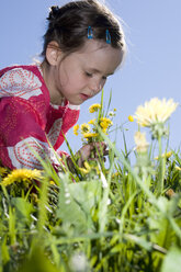 Young girl (6-7) picking dandelion flowers - CLF00618