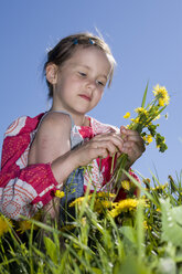 Young girl (6-7) picking dandelion flowers in the meadow - CLF00595