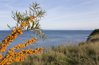 Deutschland, Mecklenburg-Vorpommern, Rügen, Kap Arkona, Sanddorn (Hippophae rhamnoides), Nahaufnahme - WDF00247