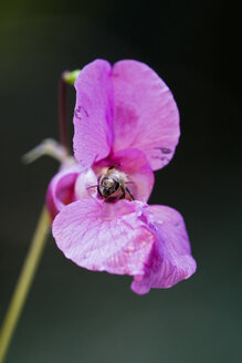 Zierjohanniskraut (Impatiens glandulifera) und Biene, Nahaufnahme - FOF01201