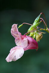 Juwelen-Zierkraut (Impatiens glandulifera), Nahaufnahme - FOF01200