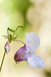 Juwelen-Zierkraut (Impatiens glandulifera), Nahaufnahme - FOF01199