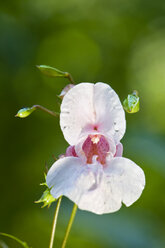 Juwelen-Zierkraut (Impatiens glandulifera), Nahaufnahme - FOF01198