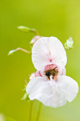 Zierjohanniskraut (Impatiens glandulifera) und Biene, Nahaufnahme - FOF01197