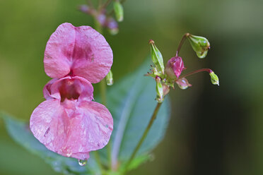 Ornamental Jewelweed (Impatiens glandulifera), close-up - FOF01195