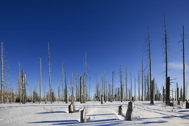 Germany, Bavarian Forest, Lusen, Snowscape, Forest dieback - FOF01194