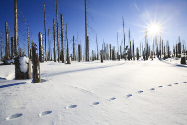 Germany, Bavarian Forest, Lusen, Snowscape, Forest dieback, Footprints in snow - FOF01192