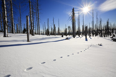 Germany, Bavarian Forest, Lusen, Snowscape, Forest dieback, Footprints in snow - FOF01191