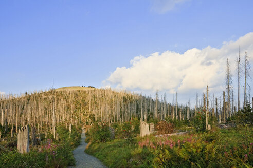 Deutschland, Bayerischer Wald, Waldsterben durch Borkenkäfer - FOF01184