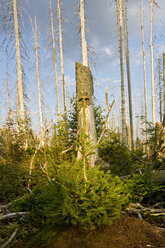 Deutschland, Bayerischer Wald, Waldsterben durch Borkenkäfer - FOF01182