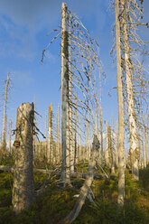 Germany, Bavarian Forest, Forest dieback by bark-beetles - FOF01180