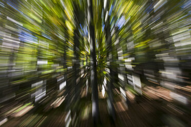 Deutschland, Bayerischer Wald, Bäume (Zoom-Effekt) - FOF01167