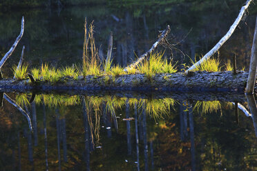 Germany, Bavarian Forest, Tree trunk lying in lake - FOF01166