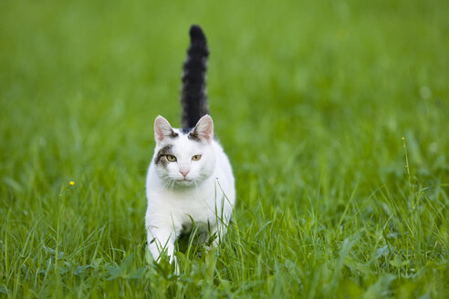 Katze auf einer Wiese - FOF01145