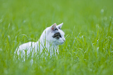 Katze auf der Wiese sitzend - FOF01144