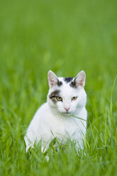 Katze auf der Wiese sitzend, Nahaufnahme - FOF01142