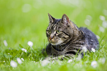 Cat lying in meadow - FOF01141