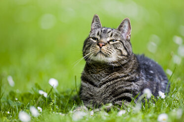 Katze auf der Wiese liegend - FOF01140