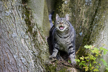 Cat on tree trunk baring its teeth - FOF01139