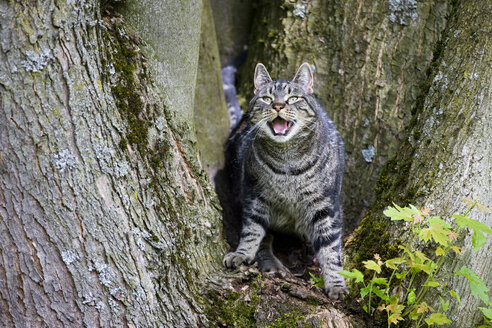 Katze auf Baumstamm, die ihre Zähne fletscht - FOF01139