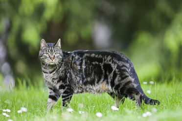 Katze auf der Wiese - FOF01138