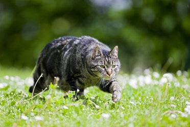 Cat in meadow - FOF01137