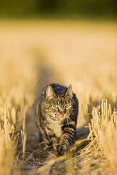 Cat in Stubblefield - FOF01136