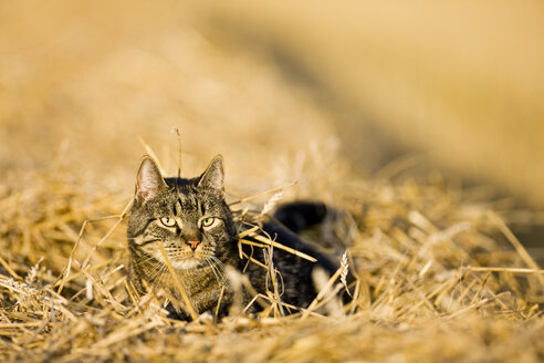 Katze in Stubblefield - FOF01135