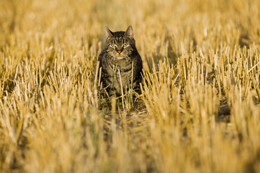 Cat walking across harvested field - FOF01133