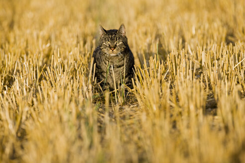 Katze läuft über abgeerntetes Feld - FOF01133