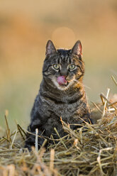 Katze im Stubblefield, Nahaufnahme - FOF01131