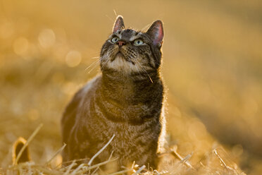 Katze in Stubblefield, Nahaufnahme - FOF01130