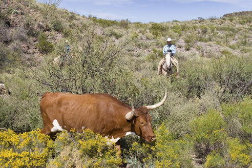 USA, Texas, Dallas, Cowboy und Texas Longhorn-Kuh (Bos taurus) - PK00271