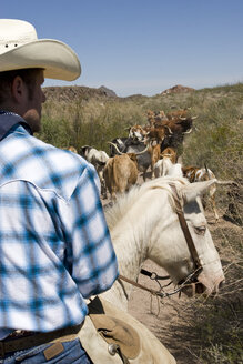 USA, Texas, Dallas, Cowboy and Texas Longhorn Cattles (Bos taurus), rear view, close-up - PK00269