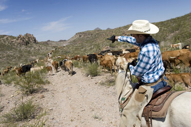 USA, Texas, Dallas, Cowboy und Texas Longhorn Rinder (Bos taurus) - PK00268