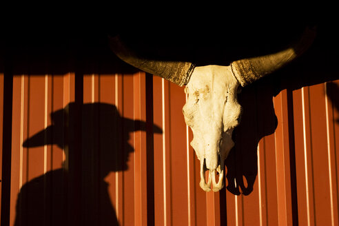 USA, Texas, Dallas, Cow skull on wall - PK00253