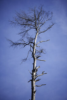 Deutschland, Bayern, Toter Baum - TCF01066