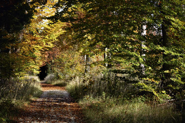 Germany, Bavaria, Forest track, Common beeches, autumn colors - TCF01065