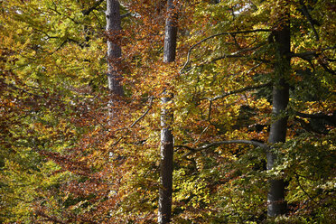 Deutschland, Bayern, Rotbuche (Fagus sylvatica), Herbstlaub - TCF01063