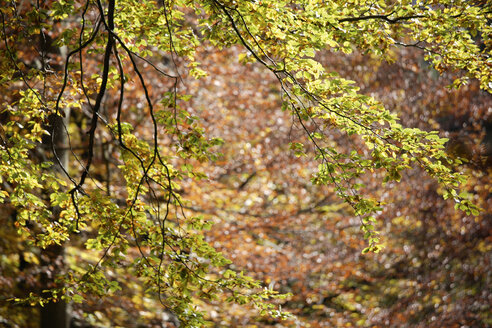 Deutschland, Bayern, Rotbuche (Fagus sylvatica), Herbstlaub - TCF01062