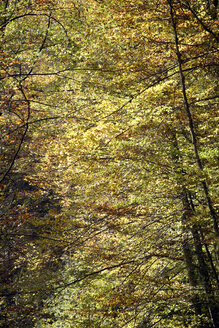 Deutschland, Bayern, Rotbuche (Fagus sylvatica) - TCF01060