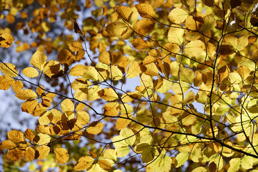 Germany, Bavaria, Common Beech (Fagus sylvatica), close up - TCF01058