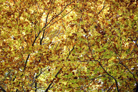 Deutschland, Bayern, Rotbuche (Fagus sylvatica), Nahaufnahme, lizenzfreies Stockfoto