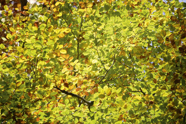 Deutschland, Bayern, Buche (Fagus sylvatica), Nahaufnahme - TCF01055