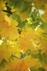 Germany, Bavaria, Norway Maple, (Acer platanoides L.), close up - TCF01054