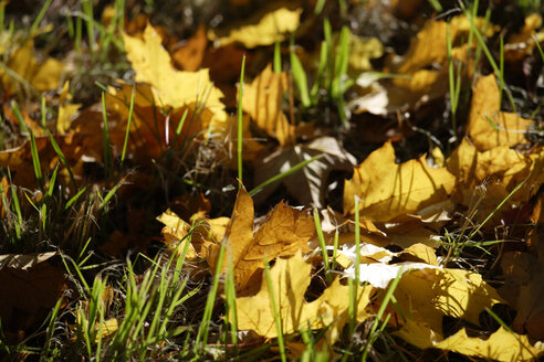 Germany, Bavaria, Norway Maple (Acer platanoides L.), Autumn leaves - TCF01050