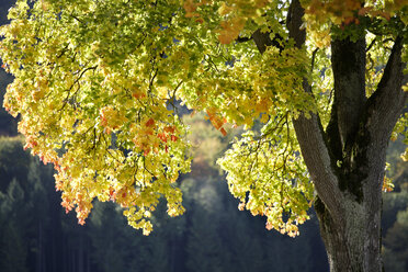 Deutschland, Bayern, Spitzahorn (Acer platanoides L) - TCF01049