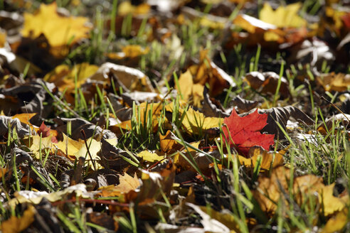 Deutschland, Bayern, Spitzahorn (Acer platanoides L.), Herbstlaub im Gras - TCF01048