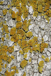 Norway Maple (Acer platanoides L.), Tree bark, close up - TCF01047